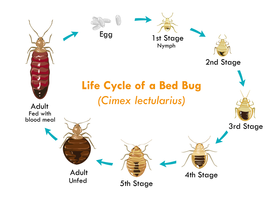 Life Cycle of the Bed Bug