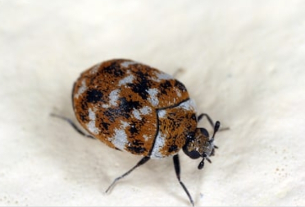 carpet beetle