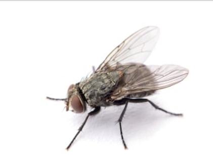 housefly