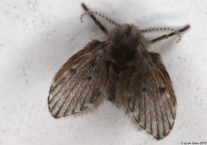 drain fly