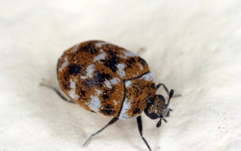 carpet beetle