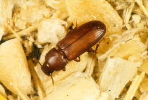 Flour beetle