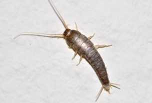 silverfish