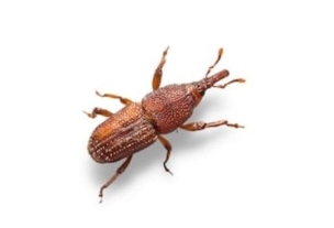 riceweevil